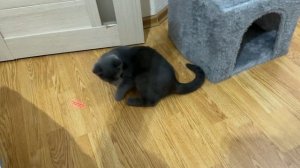 Добрый день мои дорогие подписчики) всем хорошего дня мяу