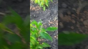 Какой у меня огород чистый