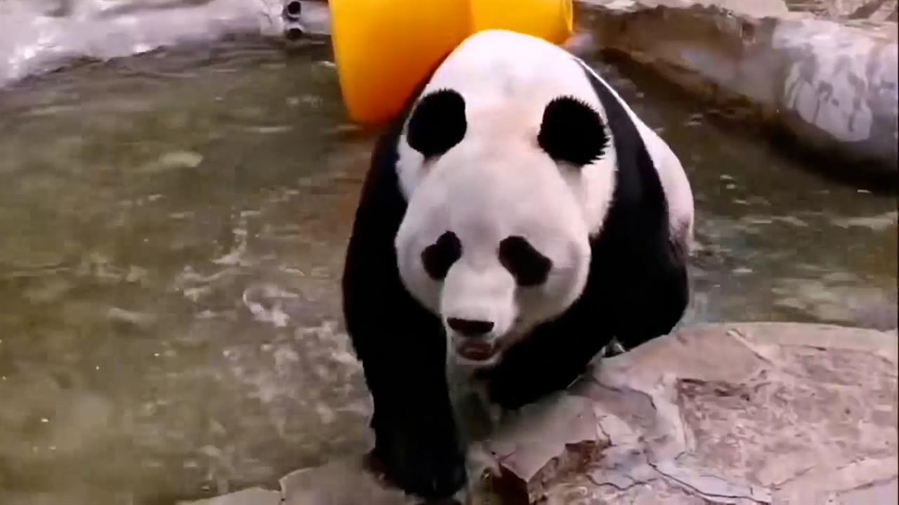 Панд Московского зоопарка переводят во внутренние вольеры из-за жары