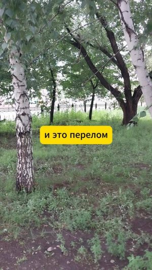 Восстановление после нарцисса