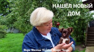 НАШЁЛ НОВЫЙ ДОМ Ю Стас Микро Чихуа #купить_чихуа_продаю 89215950848