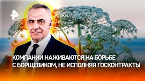 Денежный сорняк: кто и как наживается на борьбе с борщевиком в России / ИТОГИ с Петром Марченко