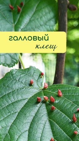 Галловый КЛЕЩ на липе