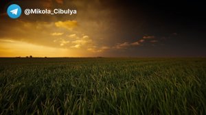 Стрим Миколы Цибуля