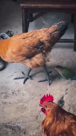 Попугайчик изучает курочку 🦜🐓❤️🤩