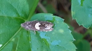 Вертунья почковая, или почковая листовёртка (Spilonota ocellana)