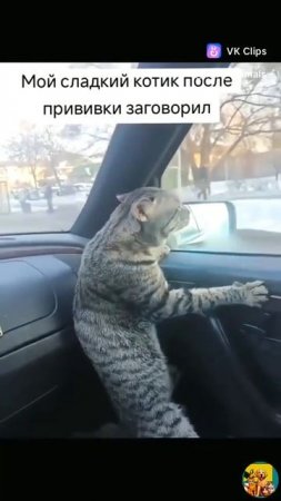 котик после прививки