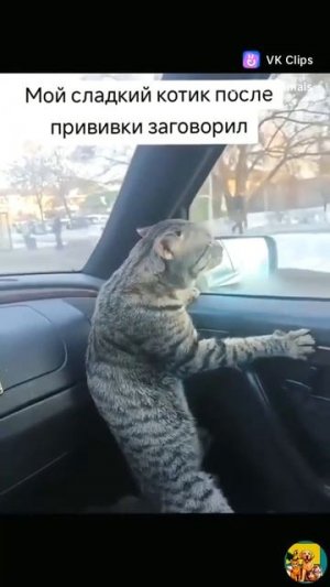 котик после прививки