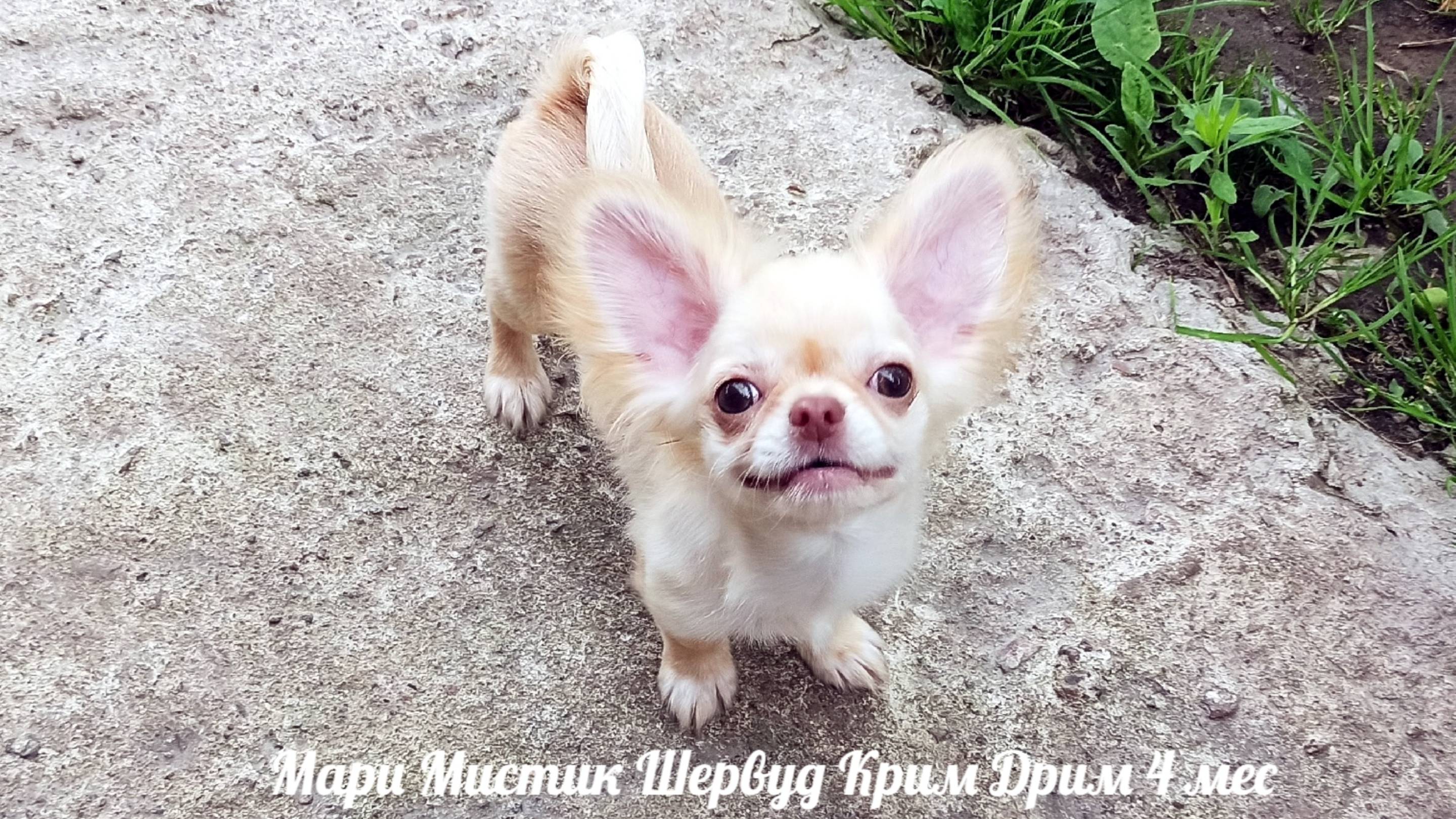 По просьбе друзей нашего питомника Шурик 05.07.25 #купитьщенкачихуахуапродаю 89215950848