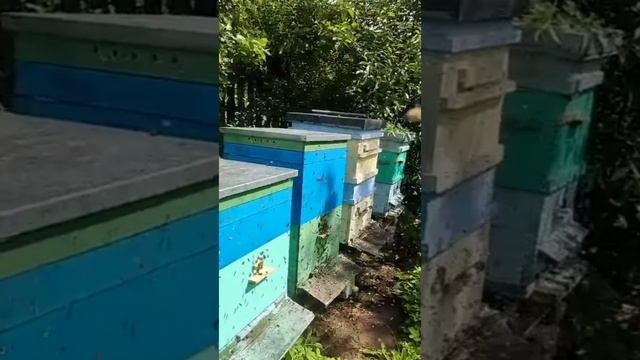 Люди рады лету,а пчела-цвету.