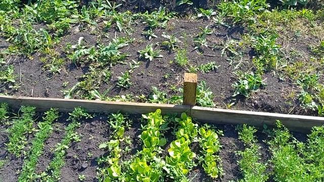 День на даче// что выросло, то выросло...