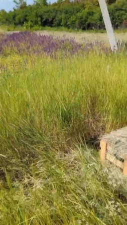 Утка обустроила гнездо на органических полях