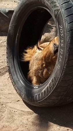 Талантливый лев ШЕРХАН. #шерхан_тайган #шерхан #лев #lion #зоопарк #zoo #animals #shortvideo