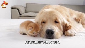 Золотистый ретривер и его друзья милые питомцы 🐕 выпуск (169)