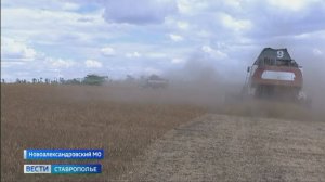 Аграрии Ставрополья приступили к уборке протеиновых культур