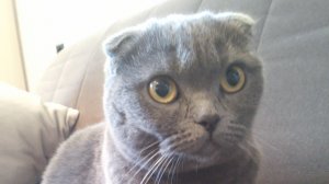 Родион и коллекция роботов