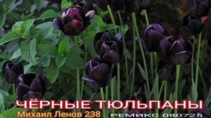 ЧЁРНЫЕ ТЮЛЬПАНЫ 080725 - МИХАИЛ ЛЕНОВ 238
