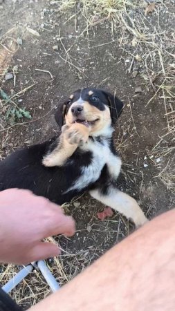 Мой новый друг Чак 🤗❤️#Shorts