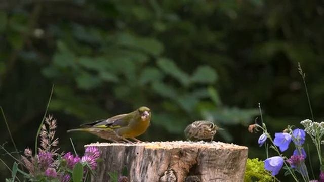 Природа.+Живая+Природа.+Птицы,+Белки,+Животные.+Пение+Птиц.+Звуки+Леса-01.19.13.757-01.20.46.968-seg
