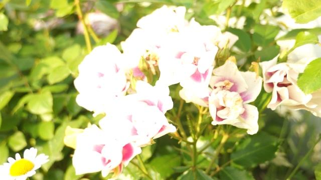 Розы 07.07.2025 смотреть онлайн