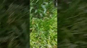1000081595.mp4