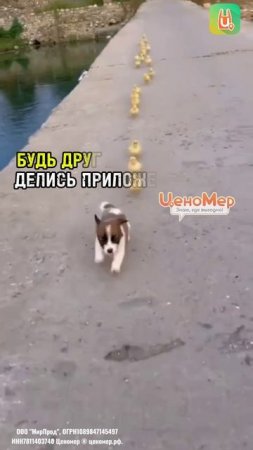 Настоящий друг