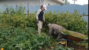 Огородные дела 07-07-2025