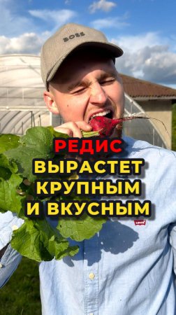 Посадка редиса