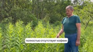 Секрет сбора Иван-чая на базе отдыха "Сафари-парк"