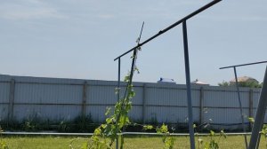 виноградник третий год на новых шпалерах