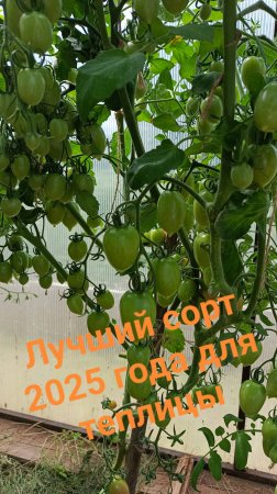 Сорт томатов Малиновое пламя, плодов больше, чем листьев!!!