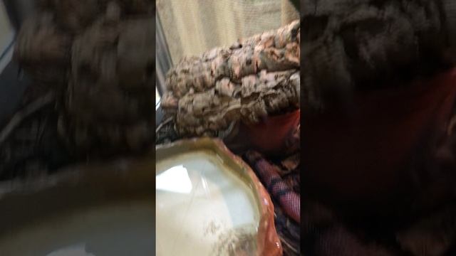 Змеи Ленинградского зоопарка. #10. Гондурасская молочная змея ( Lampropeltis triangulum )