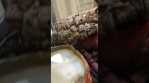 Змеи Ленинградского зоопарка. #10. Гондурасская молочная змея ( Lampropeltis triangulum )