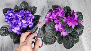 СДЕЛАЙ ТАК с ФИАЛКОЙ ЛЕТОМ, будет цвести круглый год как не в себя!
