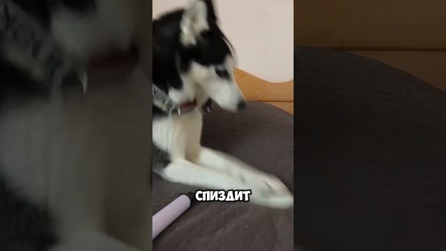 Животные приколы и не только