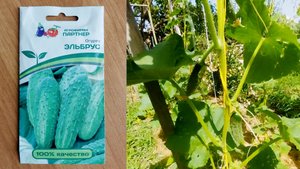 Как растет огурец Эльбрус 😊