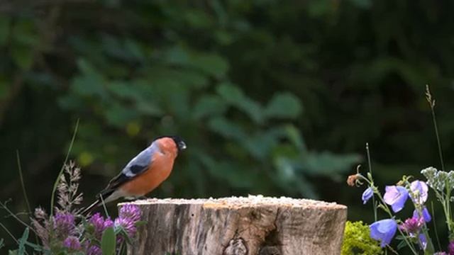 Природа.+Живая+Природа.+Птицы,+Белки,+Животные.+Пение+Птиц.+Звуки+Леса-01.02.08.437-01.03.41.648-seg