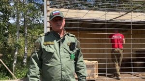 В Иркутской области медвежонок, оплакивающий мать на трассе, обрёл новый дом