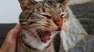 Проснувшийся кот