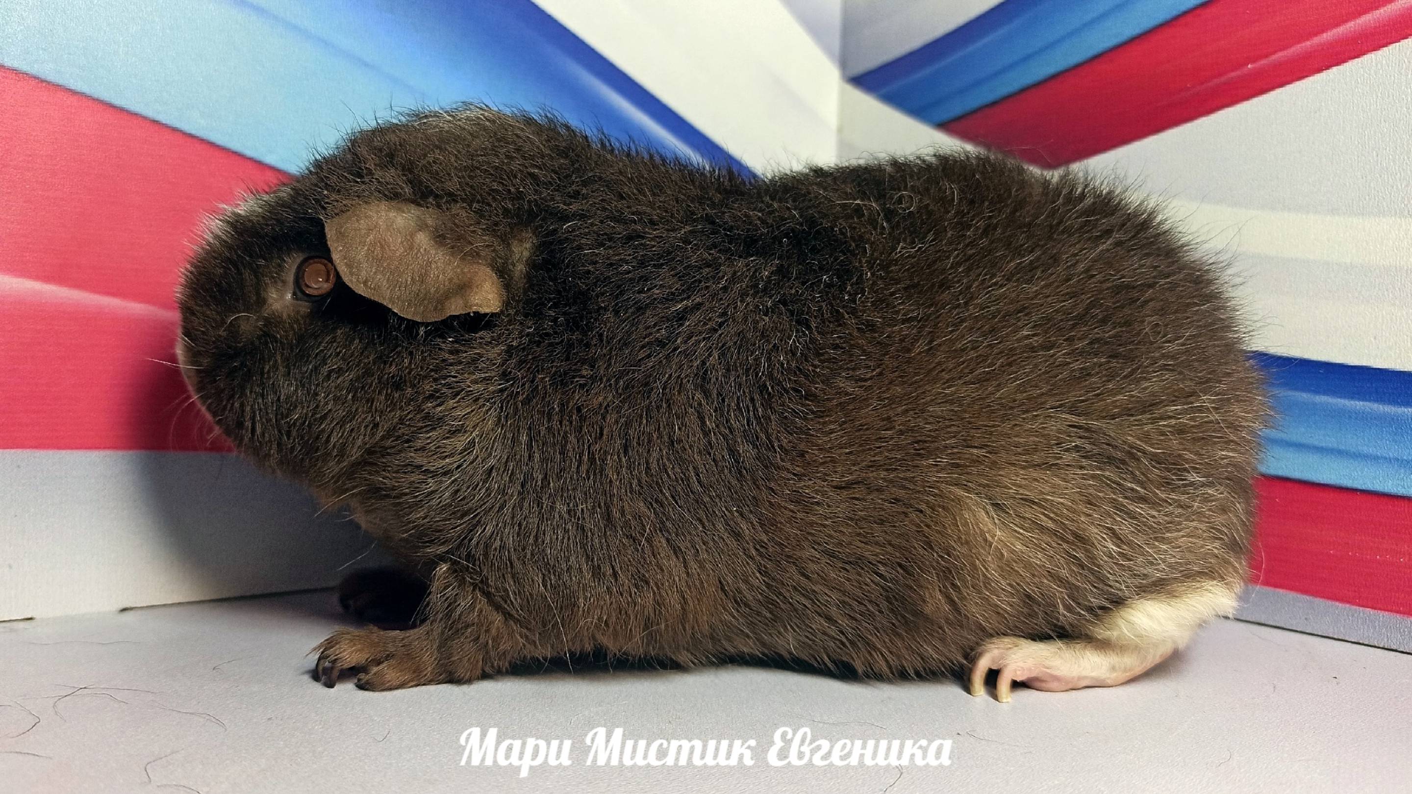 #НЕ_продаю Мари Мистик Евгеника мама Лагерты, Лукьяши, Ланселота #американскийтедди