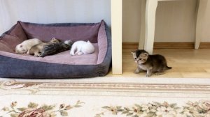 Котятам кошки Кайли 23 дня. Папа котик Маню пришёл к деткам.
