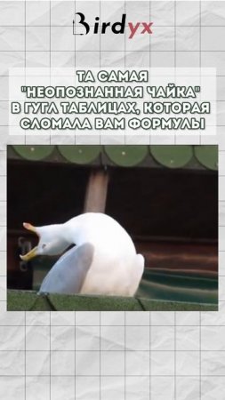 Встречали?🤭🦅 #googleтаблицы #гуглтаблицы #shorts #таблицы #юмор #мем #чайка #memes #смех