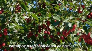 ПСАЛМЫ_ЦАРЯ_ДАВИДА_Псалом_1