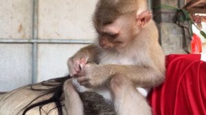 ASMR Monkey