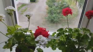 Цветение пеларгонии, выращенной из семян