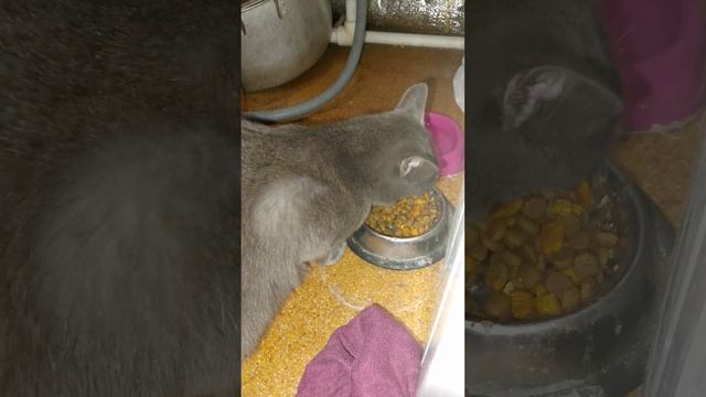 мультик Тима хочет есть
