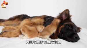 Золотистый ретривер и его друзья милые питомцы 🐕 выпуск (167)