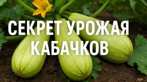 Кабачки засыпали грядку! Летняя подкормка, которую дачники не забудут