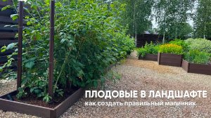 Малинник в дизайне участка