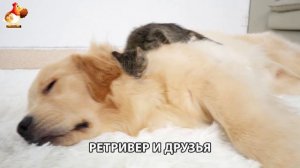 Золотистый ретривер и его друзья милые питомцы 🐕 выпуск (168)